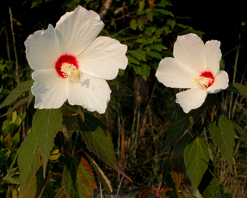 Hibiscus moscheutos