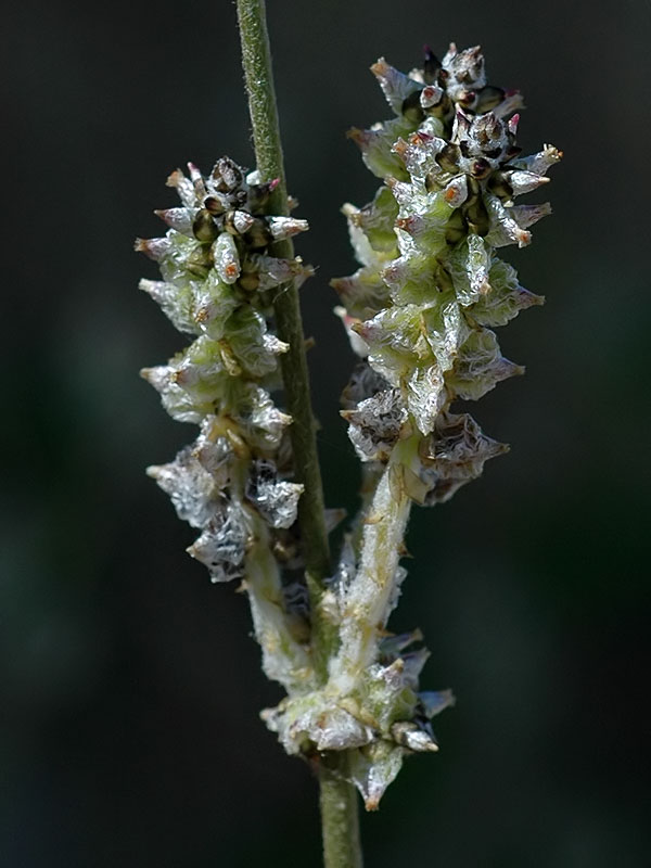 Slender Cottonweed