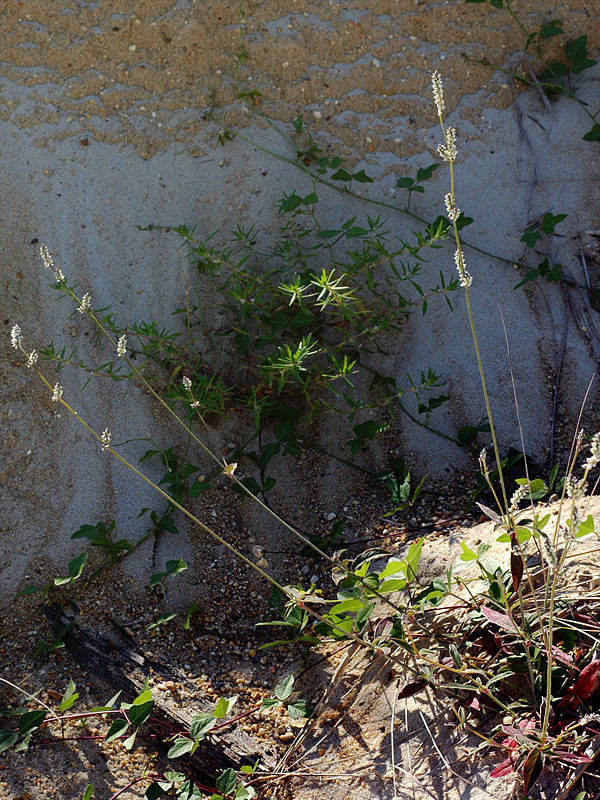 Slender Cottonweed