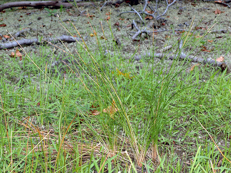 Eleocharis tricostata