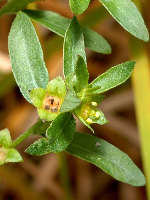 Ludwigia sphaerocarpa