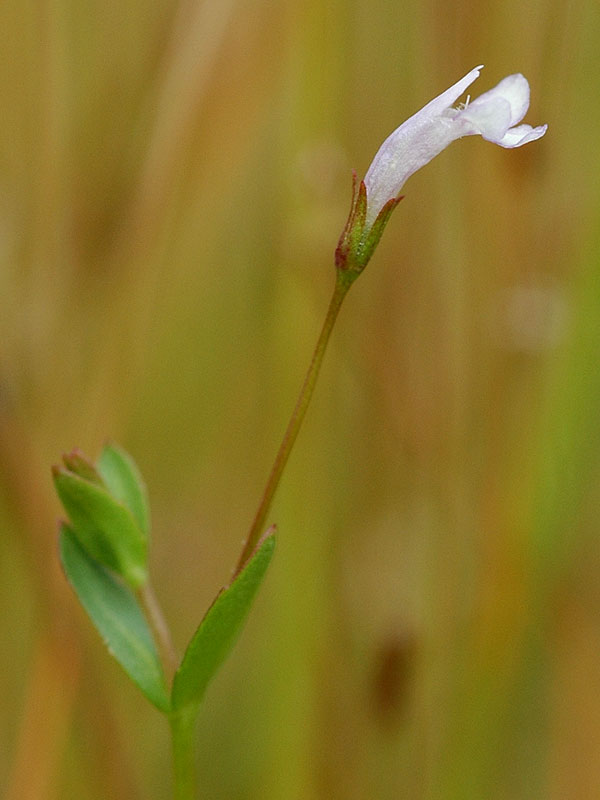 Lindernia dubia var. anagallidea