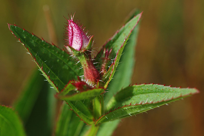 Rhexia virginica