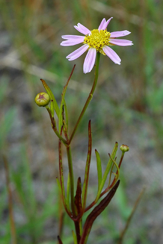 Rose Coreopsis