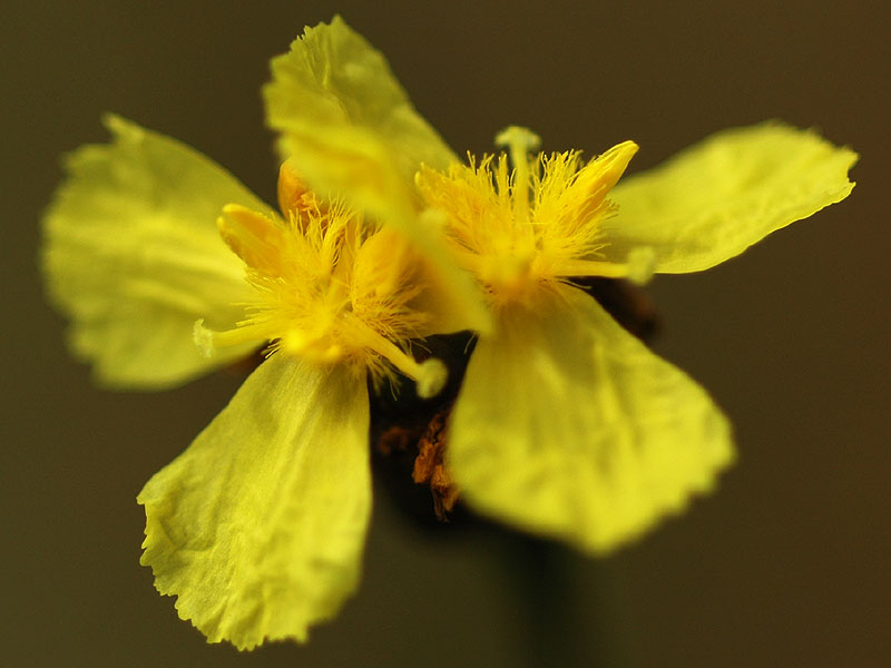 Pink-based Yellow-eyed-grass