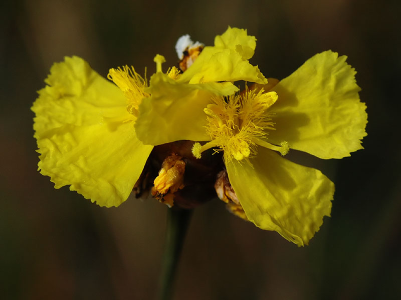 Small's Yellow-eyed-grass