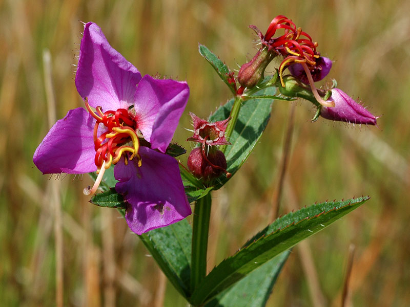 Virginia Meadowbeauty