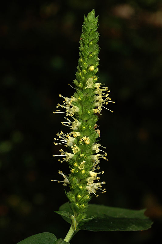Agastache nepetoides