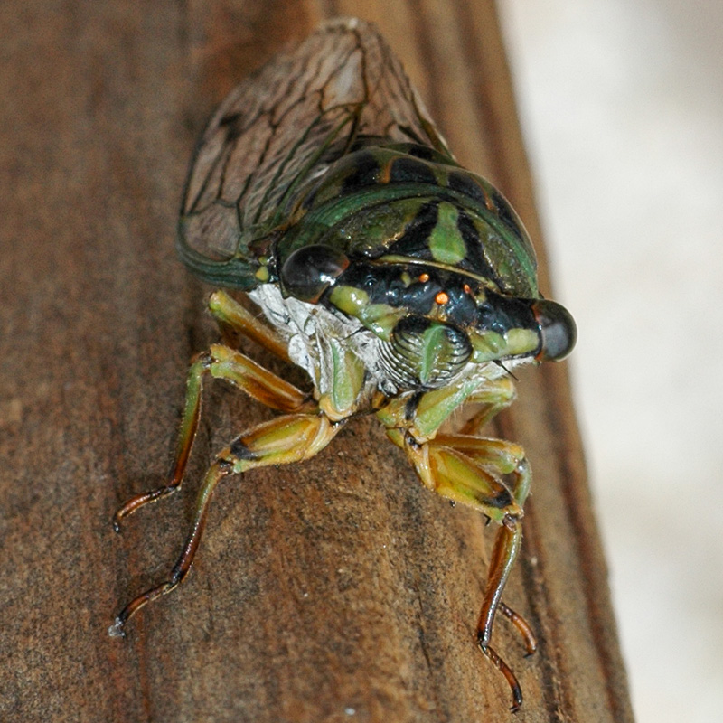 Cicada<br>Lewes, August 2008