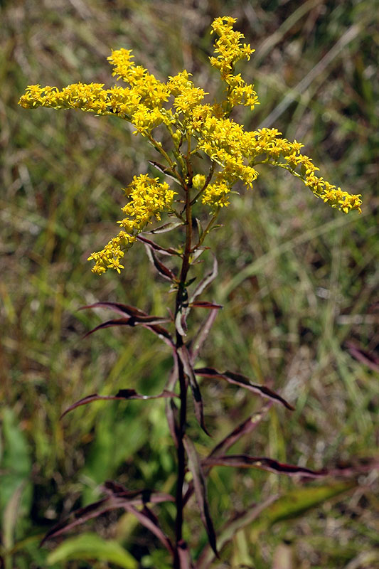 Early Goldenrod