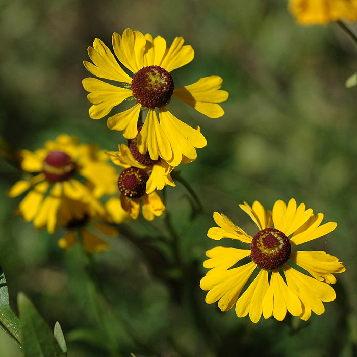 Helenium flexuosum