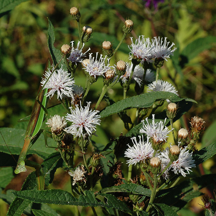 Vernonia noveboracensis