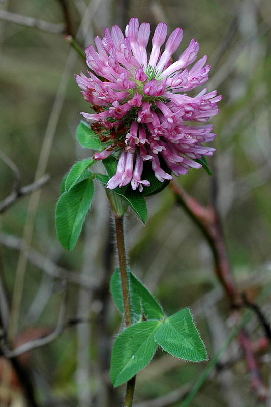 Trifolium pratense