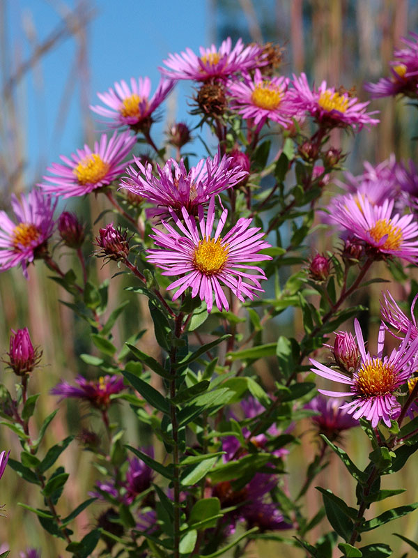 New England Aster