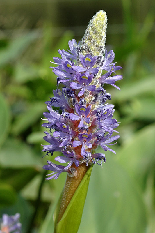 Pickerelweed