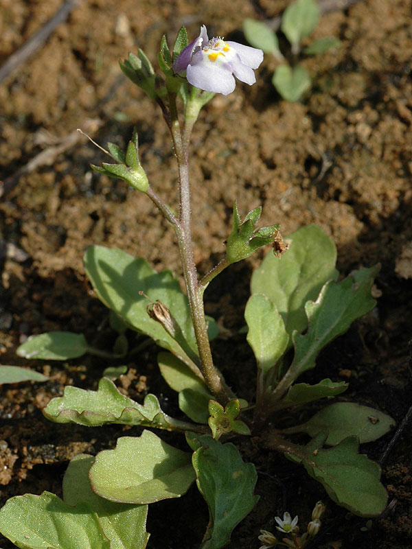 Japanese Mazus