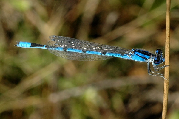 Dragonfly<br>Paper Mill Park, September 2008