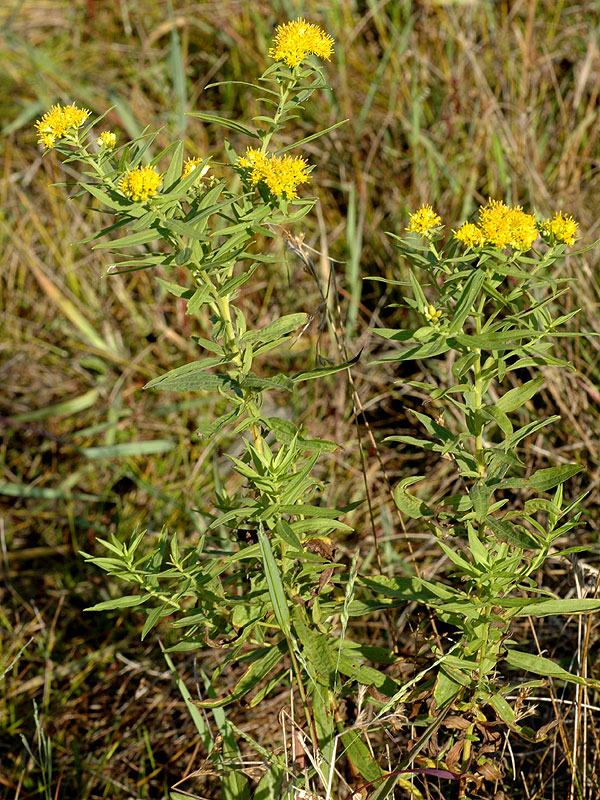 Hairy Grassleaf Flat-top Goldenrod