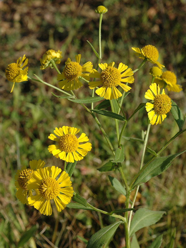 Helenium autumnale