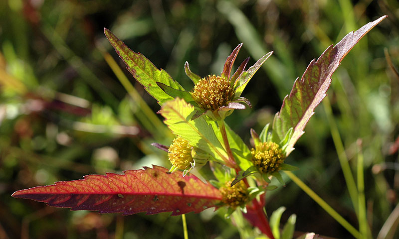 Bidens comosa