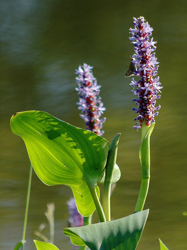 Pickerelweed