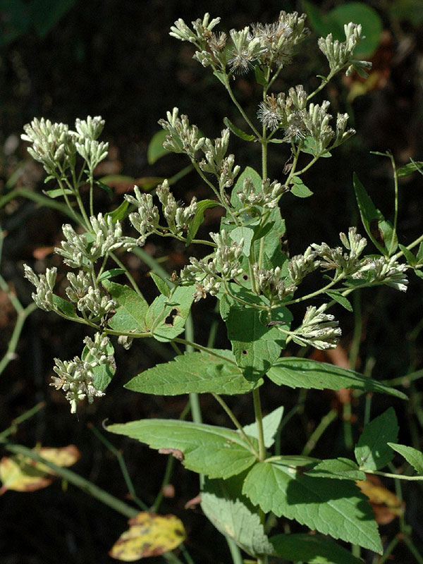 Eupatorium rotundifolium