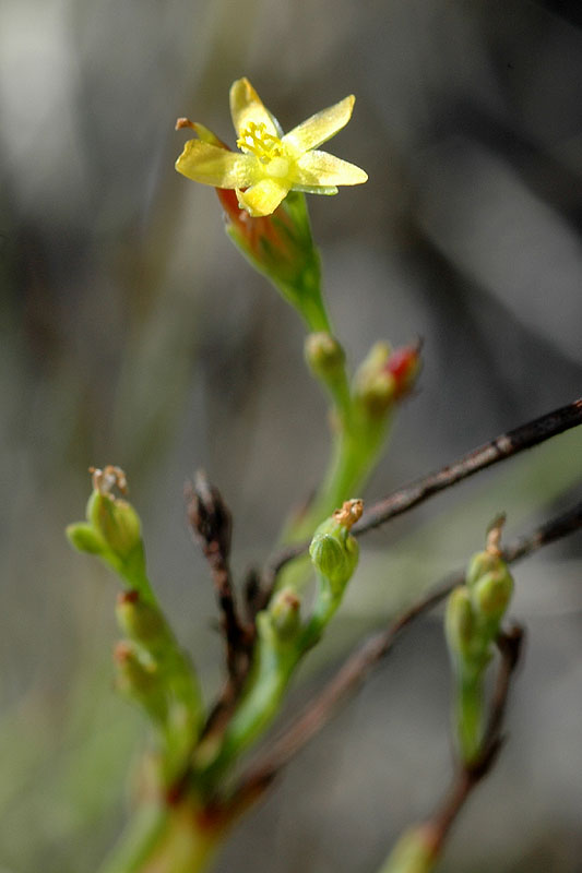 Linum virginianum (?)