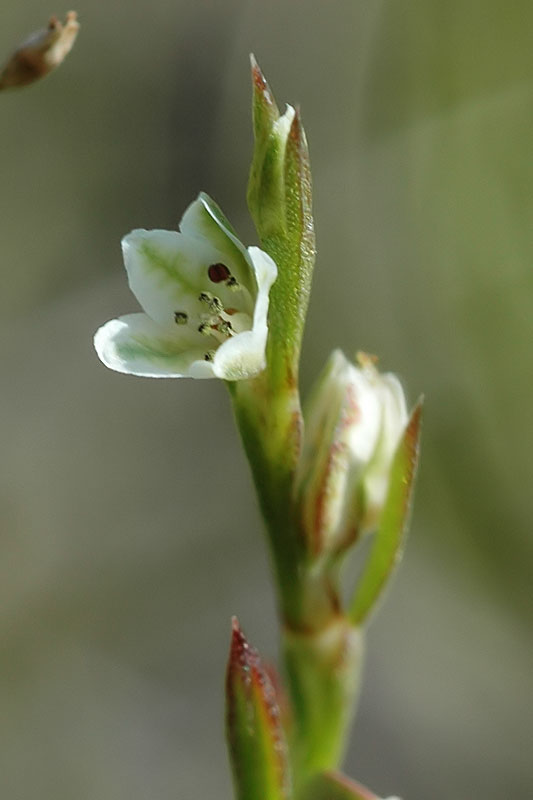 Polygonum tenue