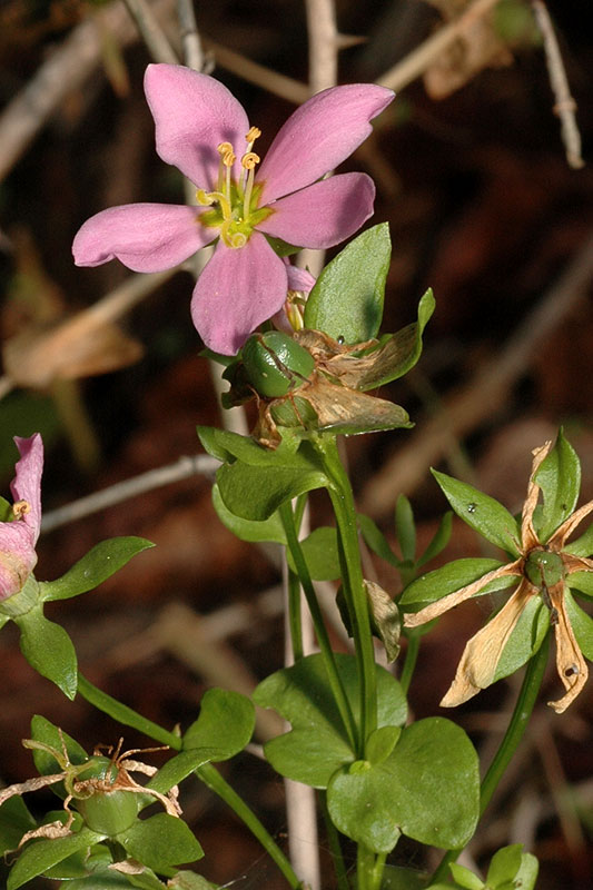 Sabatia angularis