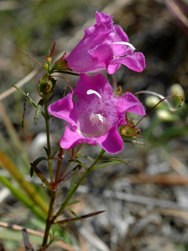 Large-purple False Foxglove