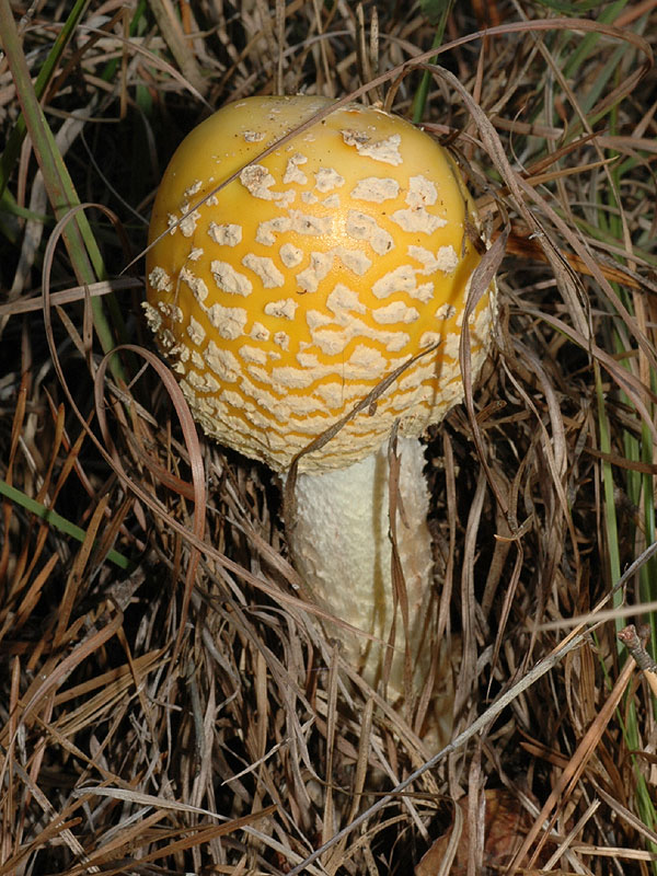 Amanita muscaria</i> var. <i>formosa