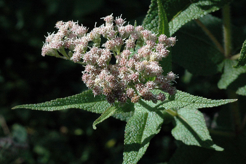 Eupatorium perfoliatum