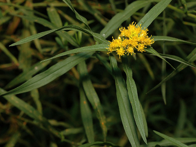 Euthamia graminifolia var. graminifolia