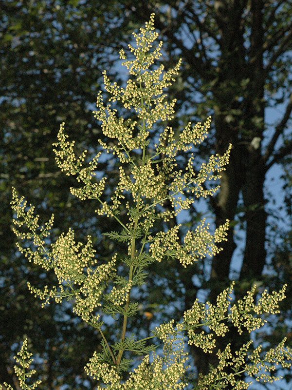 Artemisia annua