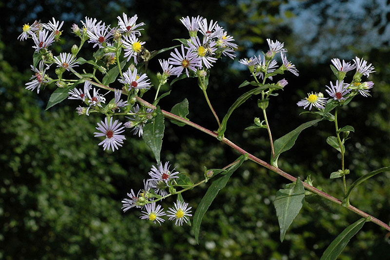 Symphyotrichum puniceum var. puniceum