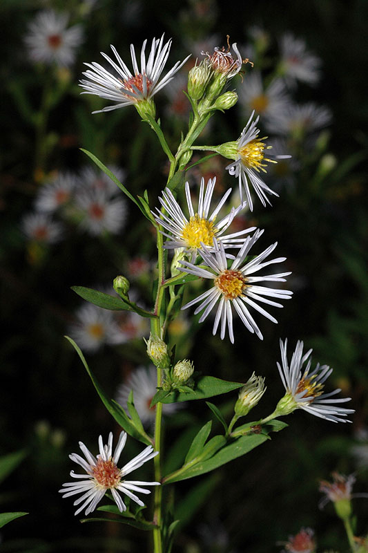 Symphyotrichum pilosum var. pringlei