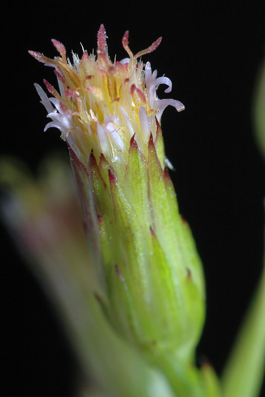 Annual Salt Marsh Aster