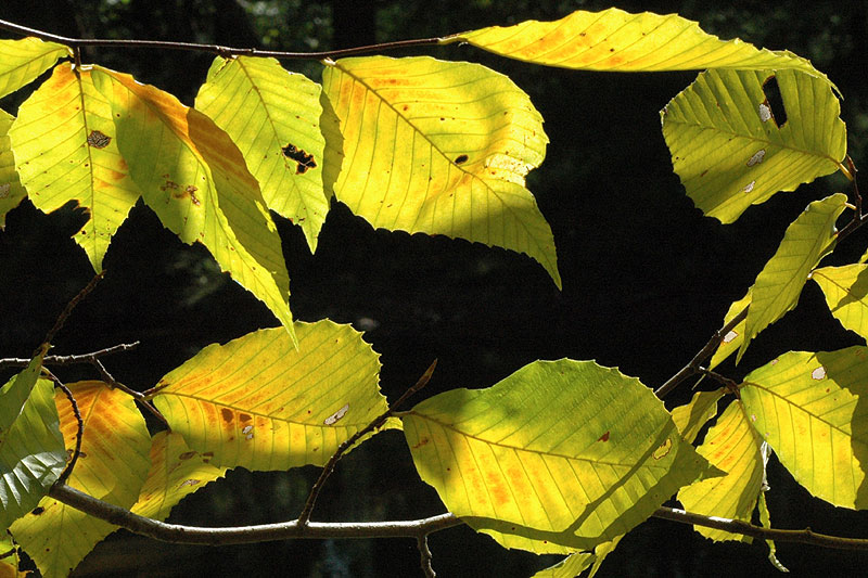 <i>Fagus grandifolia</i>