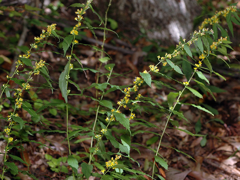 Solidago caesia var. caesia