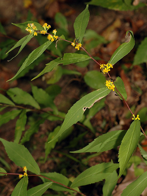 Solidago caesia var. caesia