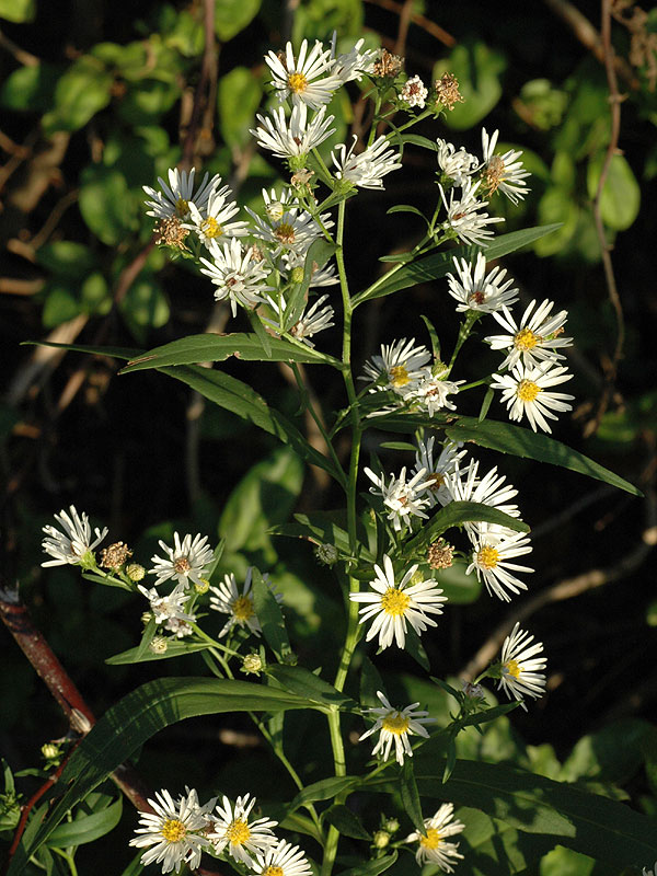 Symphyotrichum lanceolatum var. lanceolatum