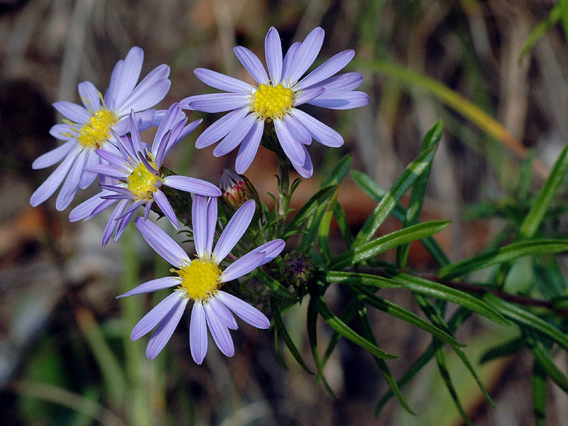 Ionactis linariifolia