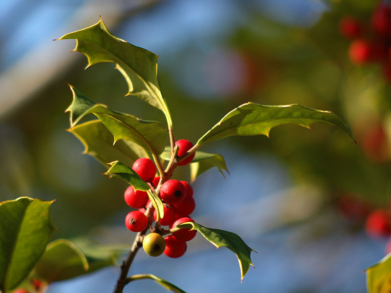 American Holly