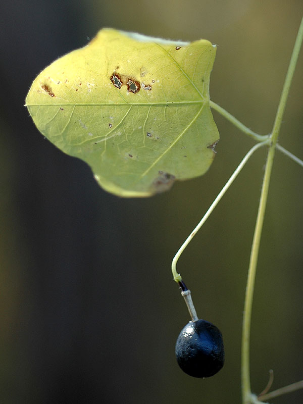 Passiflora lutea var. lutea