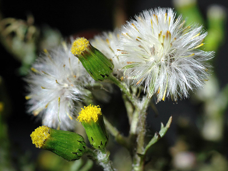 Senecio vulgaris