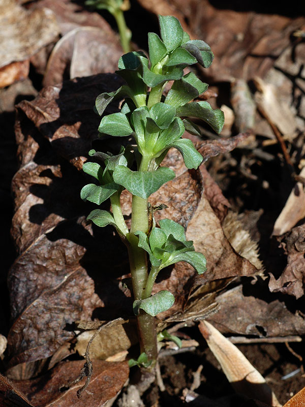 Virginia Pennywort