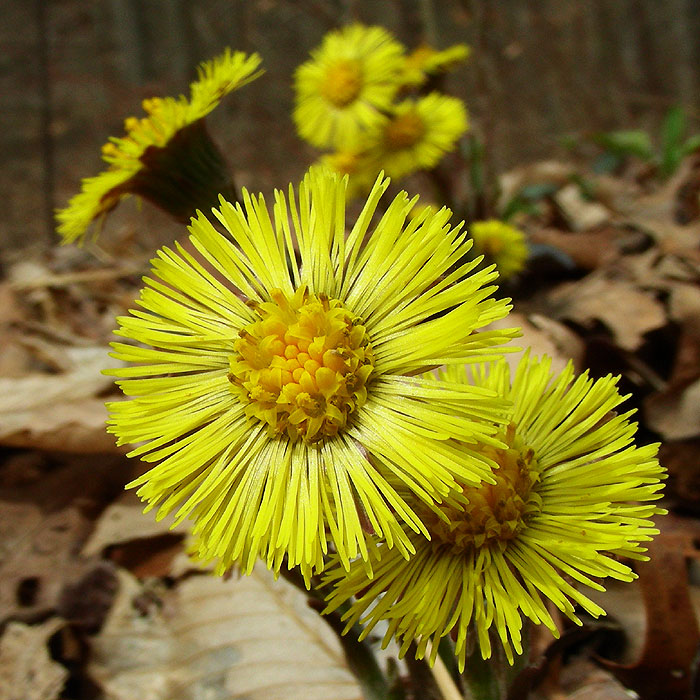 Tussilago farfara