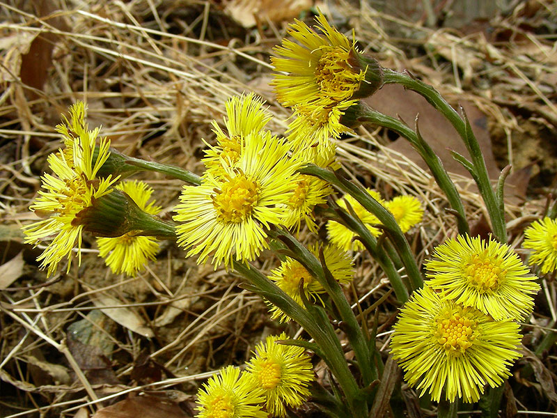 Tussilago farfara