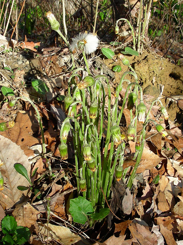 Tussilago farfara