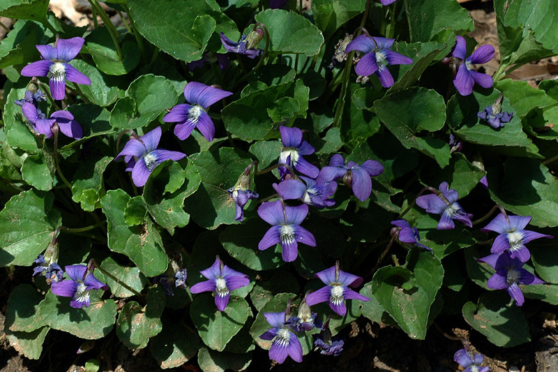 Viola sororia